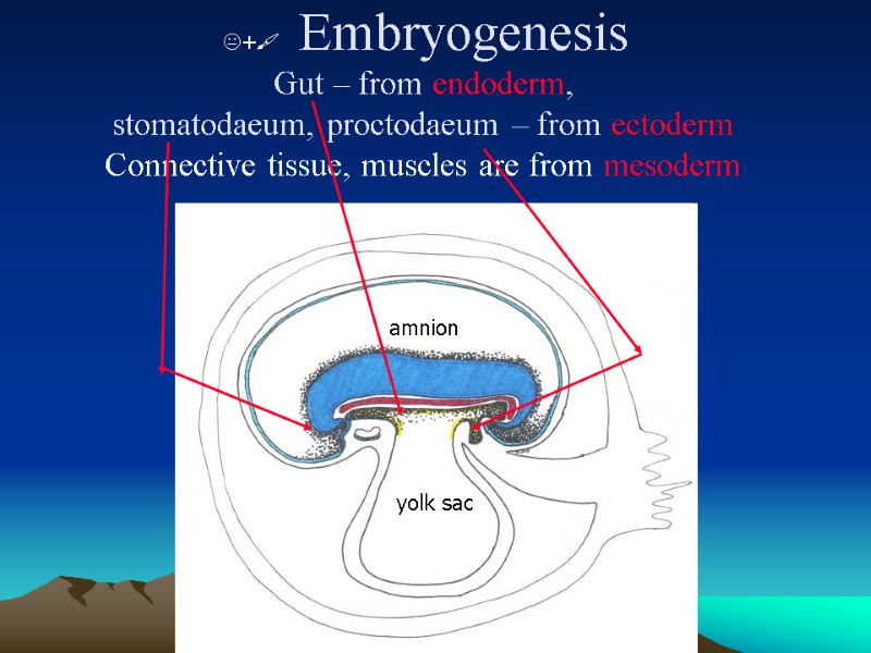 +  Embryogenesis Gut – from endoderm,  stomatodaeum, proctodaeum – from ectoderm Connective